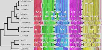 Microscale rearrangements of genes among 12 Drosophila species. Each gene is indicated by a colored line, showing how gene order is shuffled during the evolution of these species. *Credit: Image courtesy of Stephen Schaeffer*