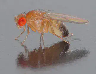The research team will test the performance of the petascale computational algorithms they develop by analyzing a collection of fruit fly genomes. *(Image courtesy of Wikimedia Commons)*