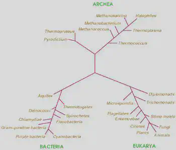 A "Tree of Life" diagram. *Courtesy of David Bader.*
