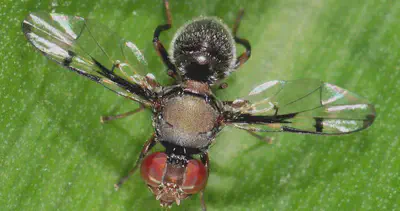 Fruit fly image by Wikimedia Commons user 'Jean and Fred'