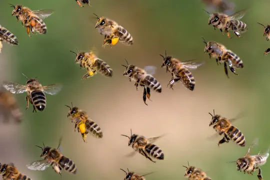 Multicore SWARM: Software and Algorithms for Running on Multicore Processors