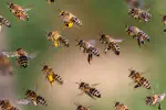 Multicore SWARM: Software and Algorithms for Running on Multicore Processors